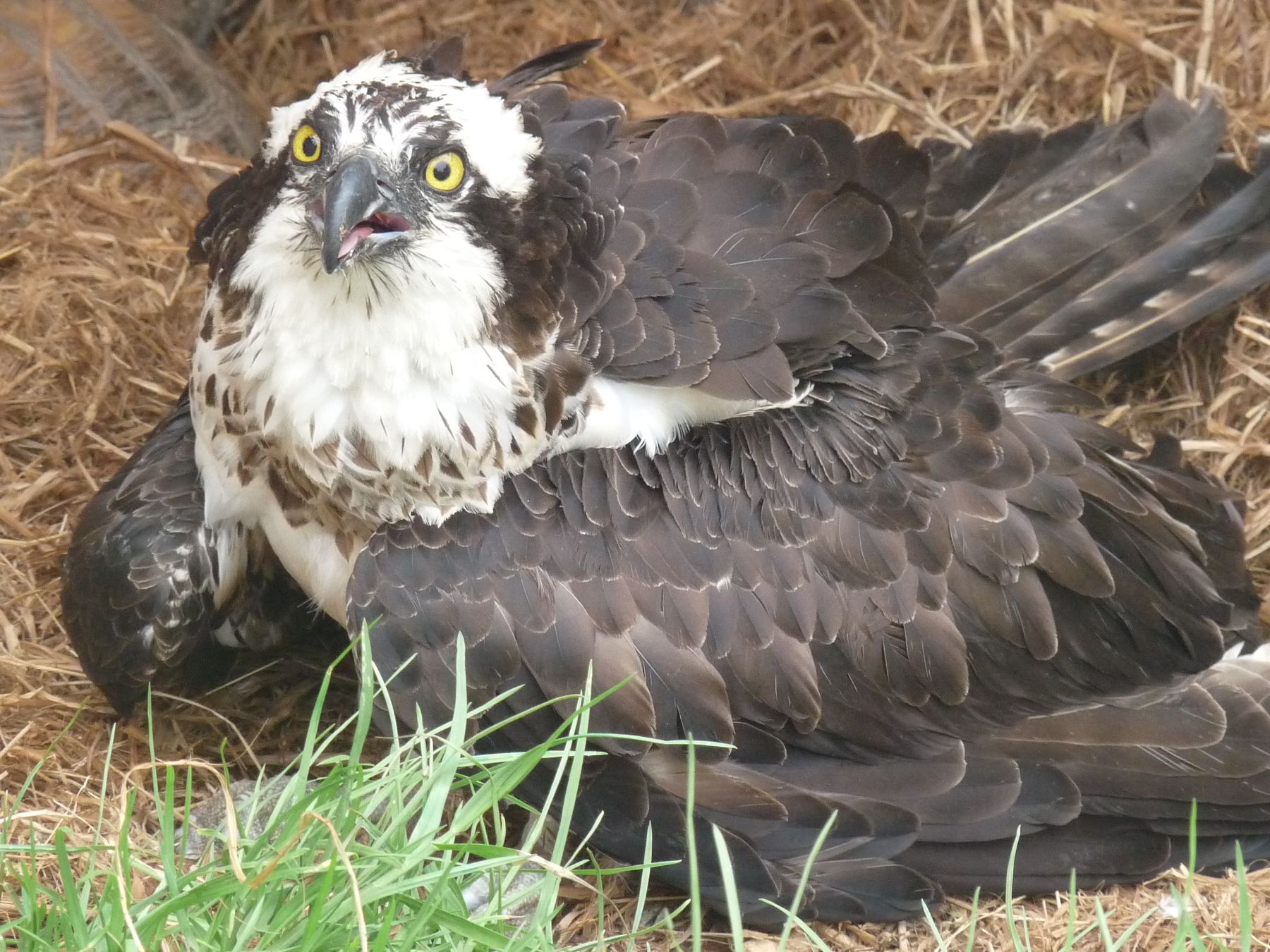 Ejemplar de águila pescadora recibió descarga eléctrica en Pantanos de Villa. Foto: ANDINA /Difusión