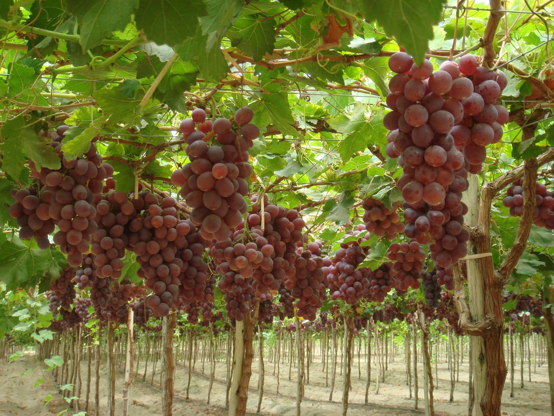 Cultivos de uvas.