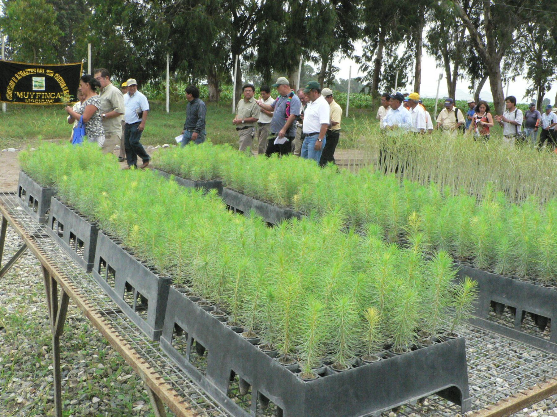 AgroRural relanza viveros de alta tecnología con fines productivos e  industriales | Noticias | Agencia Peruana de Noticias Andina