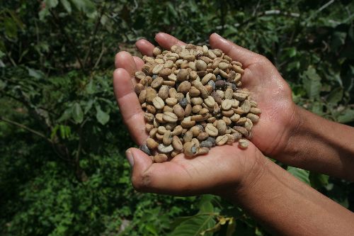 Granos de Café ANDINA/archivo