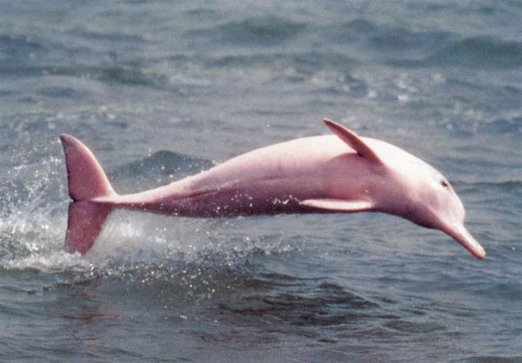 ´La población del delfín rosado, que vive en la Amazonía, es una de las más afectadas por la pérdida de biodiversidad, afirma WWF. INTERNET/Medios