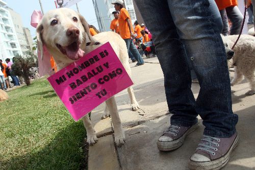 Los animales ahora sí tienen derechos en el Perú. Foto:ANDINA/archivo