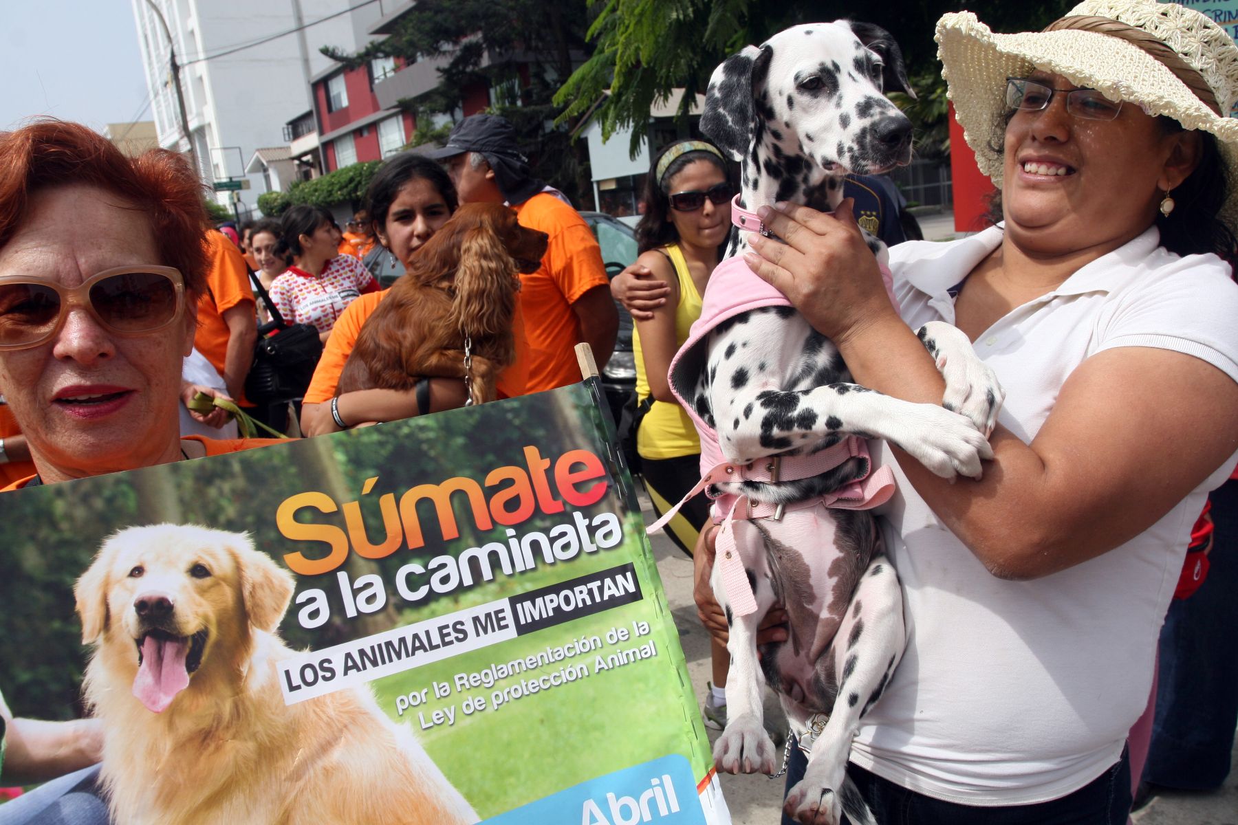 Los animales ahora sí tienen derechos en el Perú. Foto: ANDINA/archivo