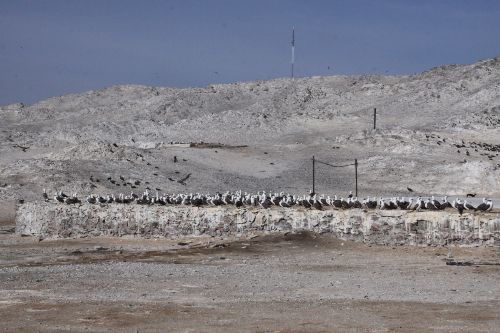Isla Lobos de Tierra, en Lambayeque. Foto: Gobierno Regional de Lambayeque.