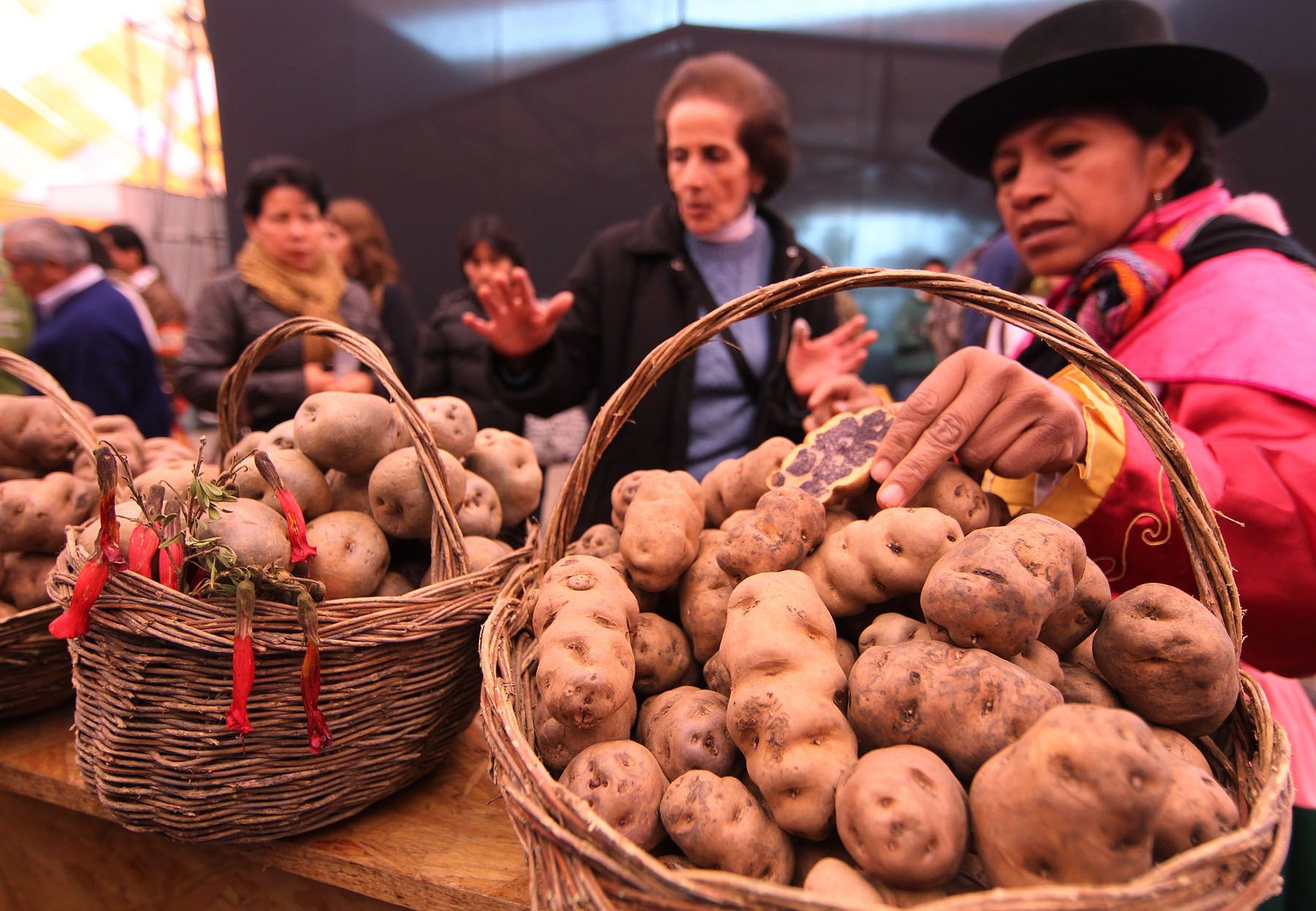 Varieties of native potatoes. Photo: ANDINA/Carlos Lezama