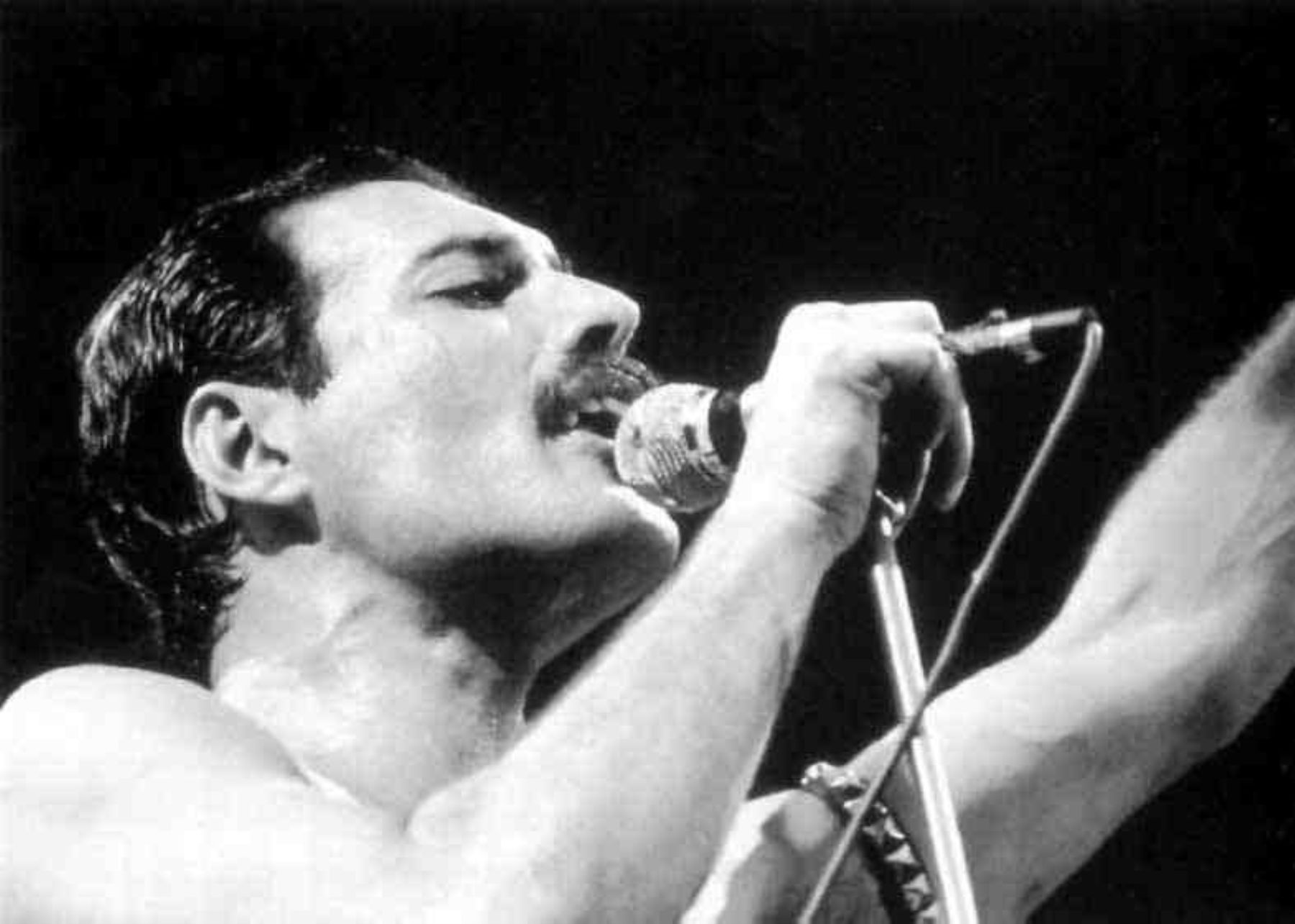 Hace 20 años murió Freddie Mercury, líder de Queen Noticias Agencia Peruana de Noticias Andina Hace 20 años murió Freddie Mercury, líder de Queen Noticias Agencia Peruana de Noticias Andina