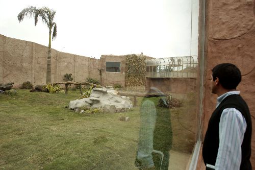 Este martes inauguran felinario de seis mil 500 m² en el Parque de Las Leyendas. Foto:ANDINA/Jack Ramón.