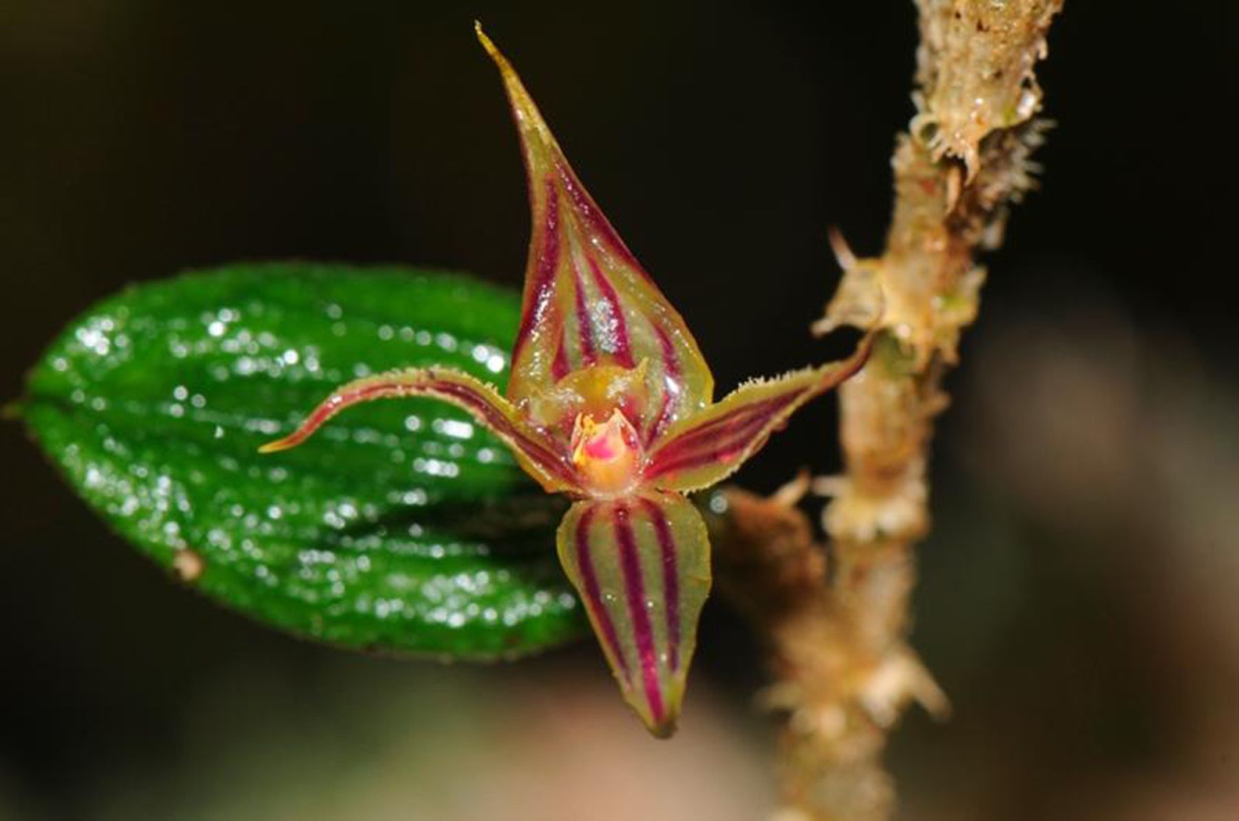 The Brachionidium Inkaterrense, one of the two recently discovered orchids in the Inca citadel of Machu Picchu.
