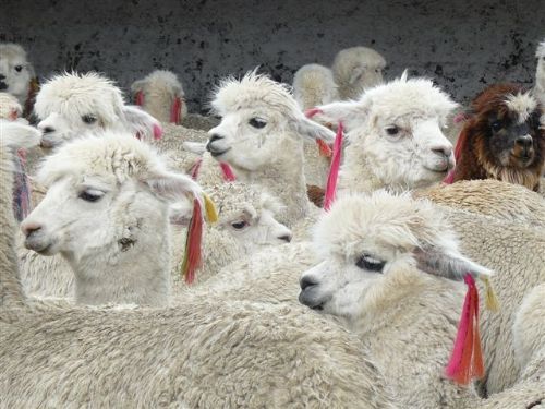 Alpacas. Foto: ANDINA/Difusión