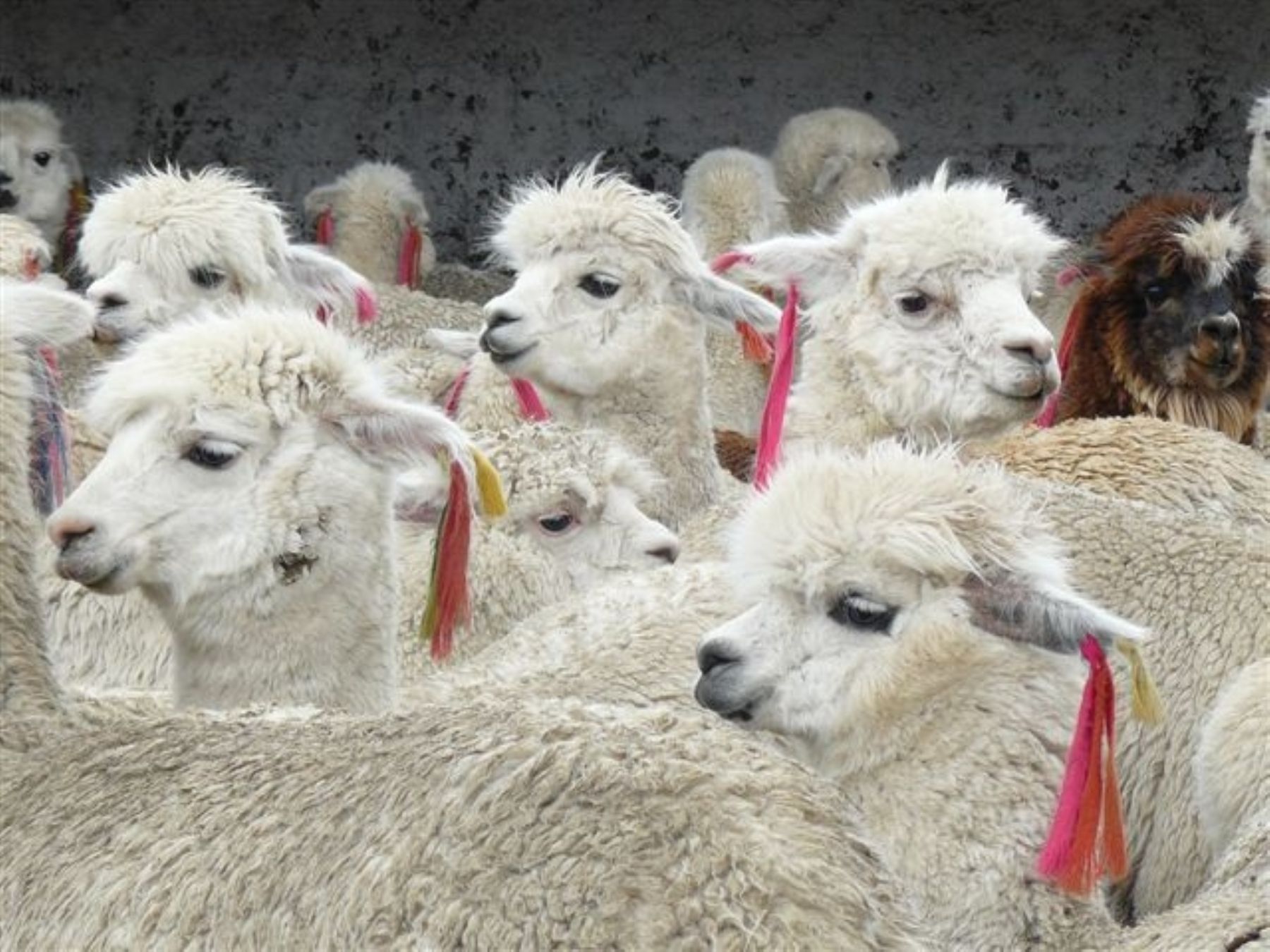 Construirán planta de procesamiento de fibra de alpaca en región Puno, Noticias