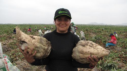 Cosecha de remolacha azucarera en ingenio Pomalca.