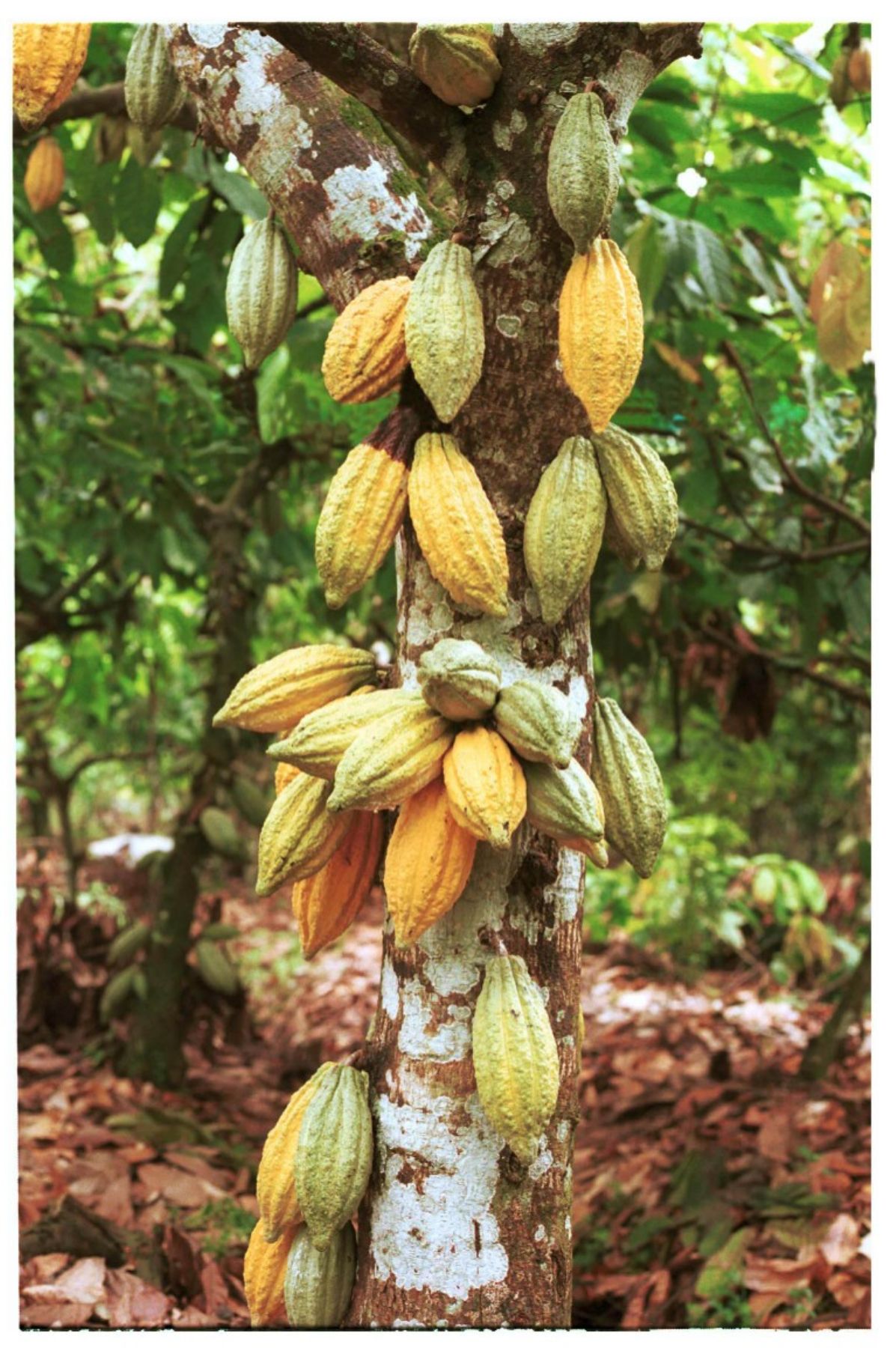 Cacao de San Martín.