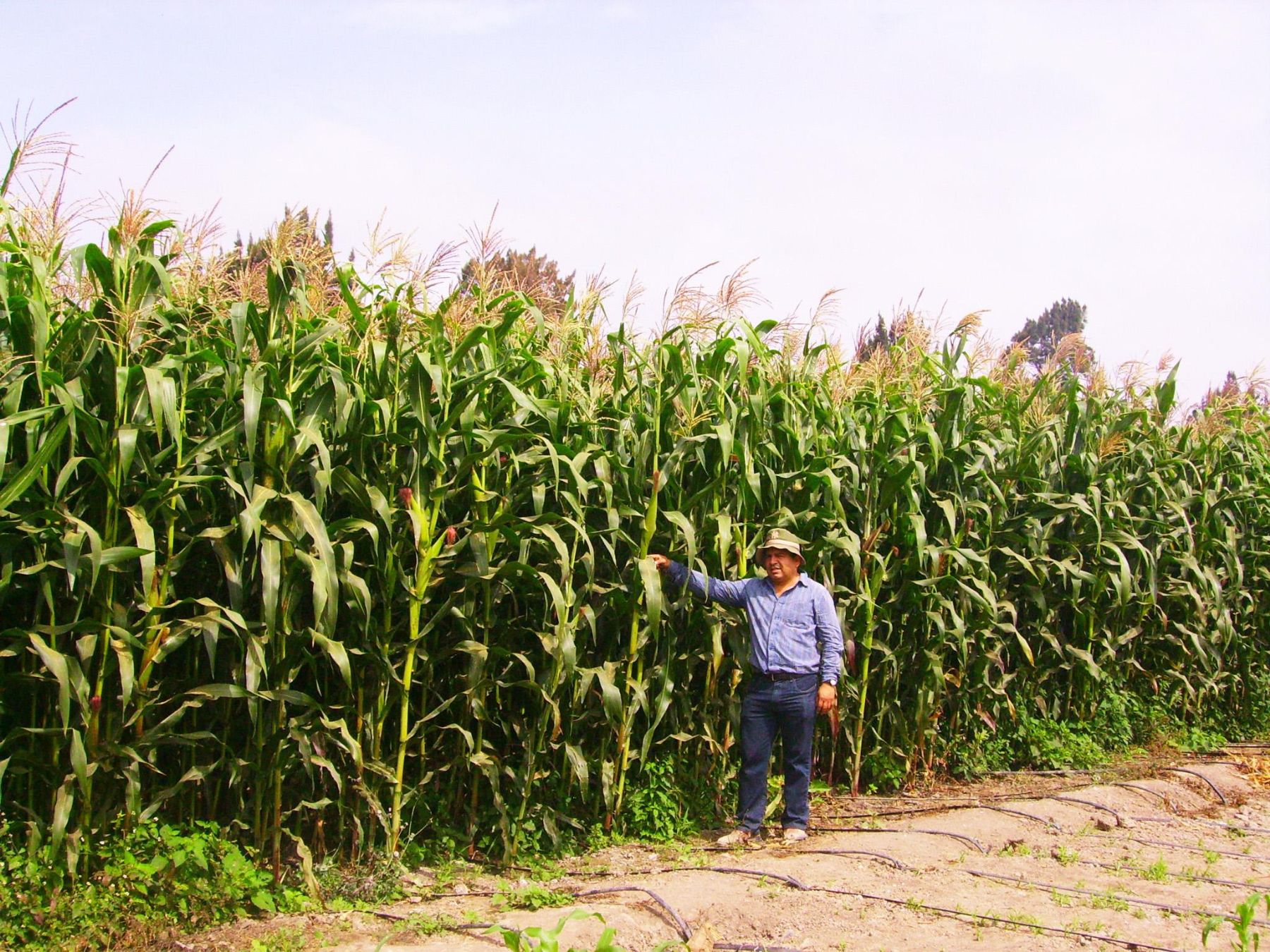 Nueva variedad de maíz forrajero INIA 617 – Chuska.