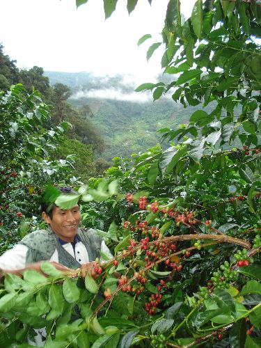 Plantaciones de reconocido café Tunki, producido en el valle de Sandia, en Puno. Foto: ANDINA/Archivo/Cecovasa.