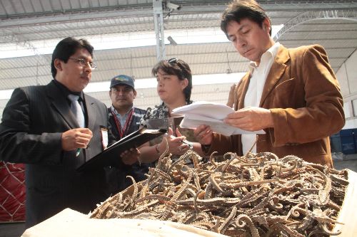 Funcionarios del Ministerio de la Producción y de la Sunat decomisaron un cargamento de más de 25,000 caballitos de mar. Foto: ANDINA(Difusión.