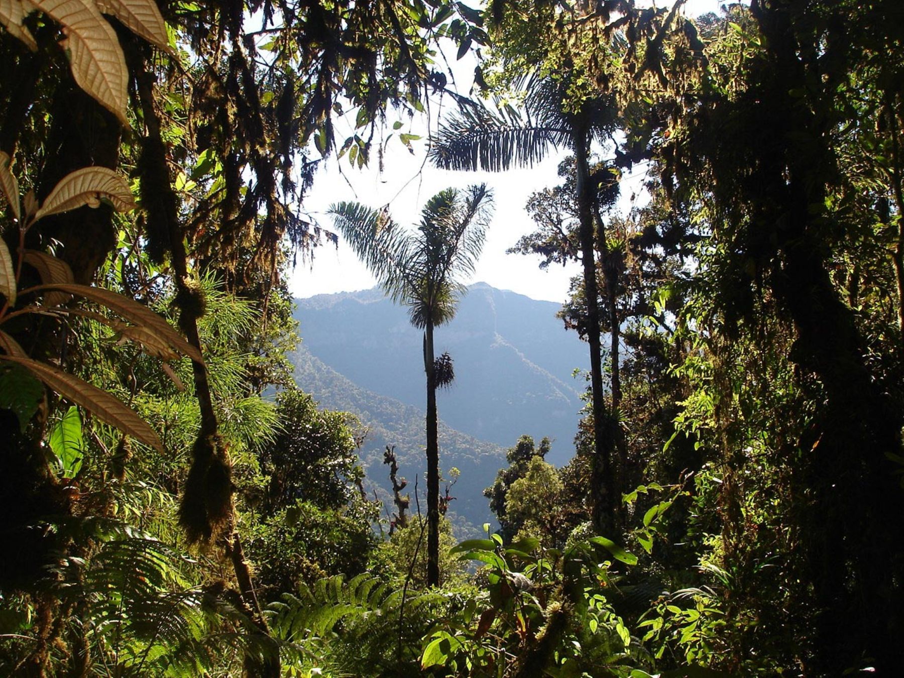 Parque nacional Otishi, que abarca territorios de los departamentos de Cusco y Junín. Foto: Sernanp.