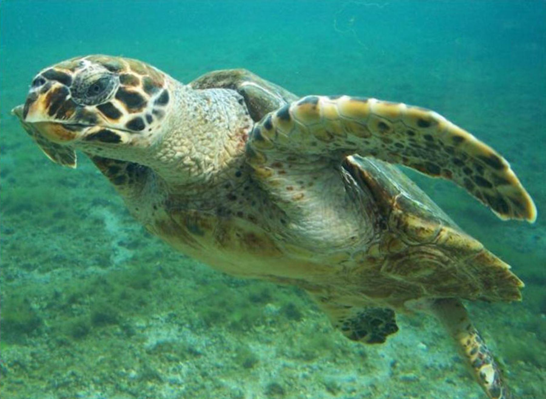 Banco de Máncora, ecosistema marítimo costero de gran biodiversidad, ubicado en el norte peruano.