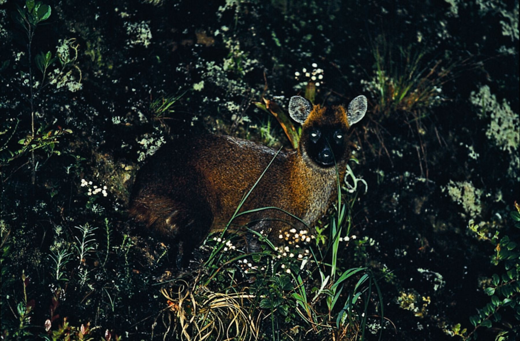 Venado enano habita en el bosque de protección Pui Pui, en Junín. Foto: Sernanp.