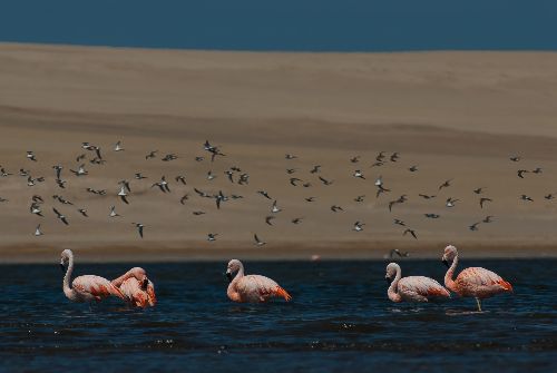 Reserva nacional Paracas, en Pisco (Ica). Foto: Christian Quispe / Sernanp.