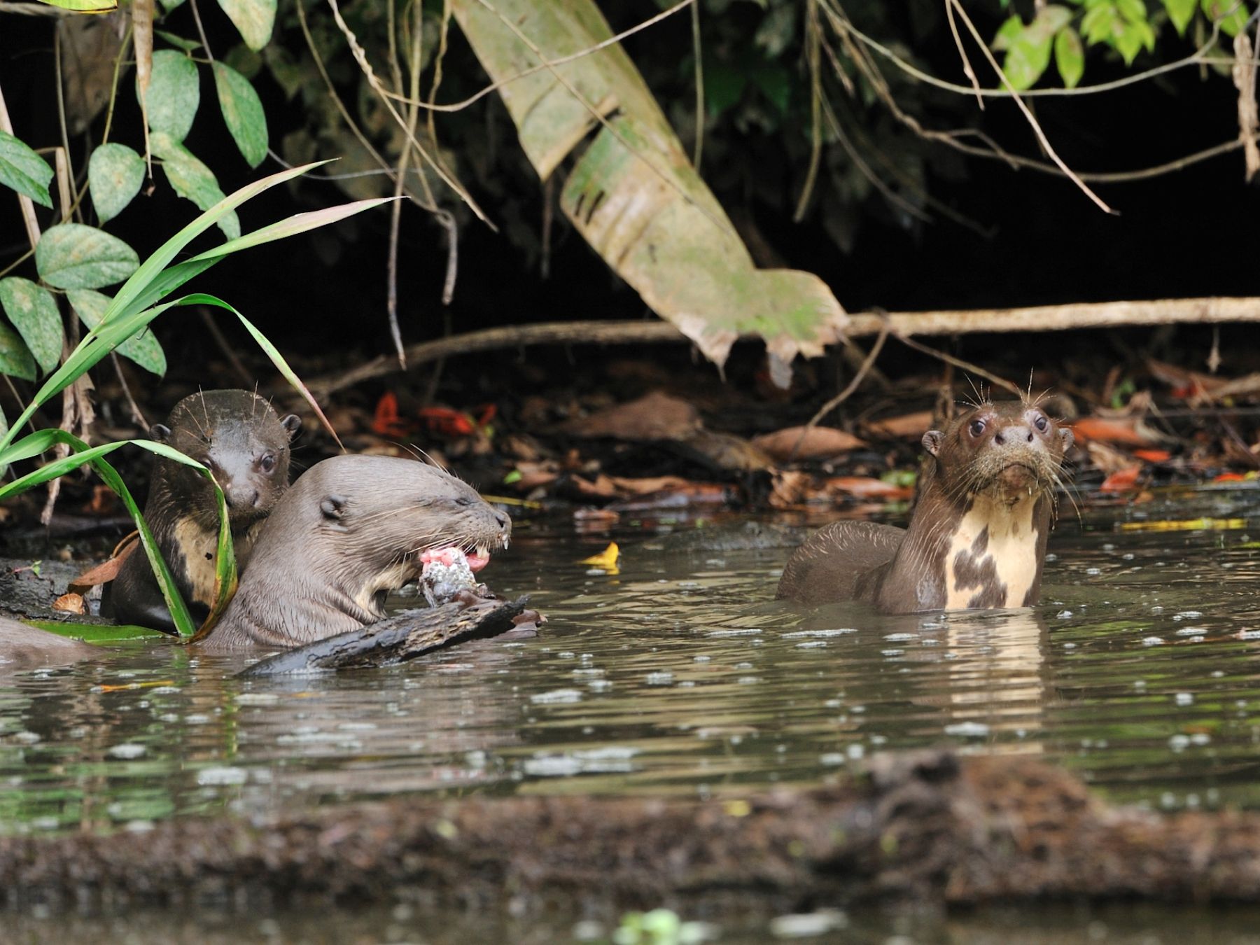 Declaran al lobo de río especie representativa de Madre de Dios | Noticias  | Agencia Peruana de Noticias Andina