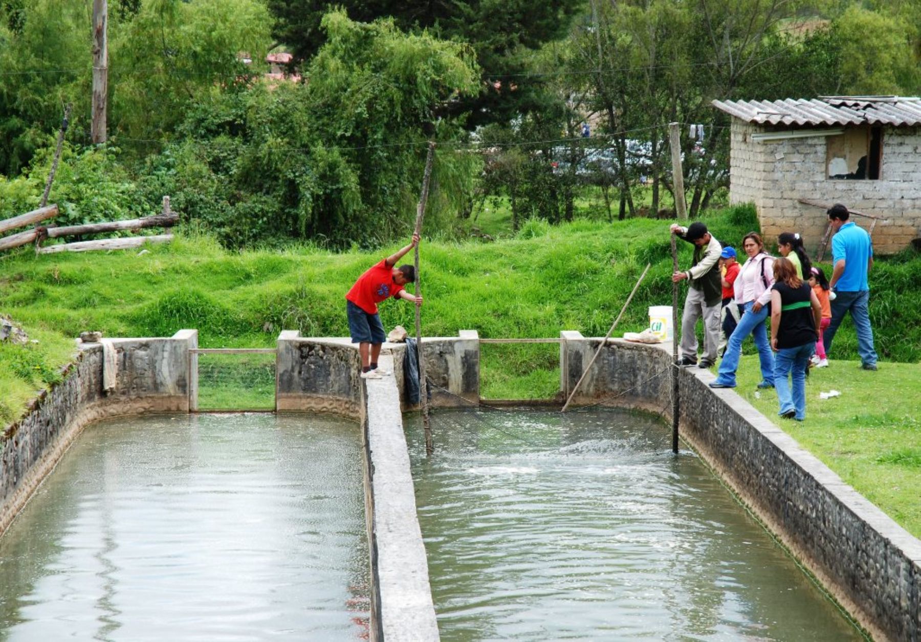 Piscigranja de truchas ubicada en el distrito de Namora, en Cajamarca. Foto: ANDINA / Eduard Lozano.