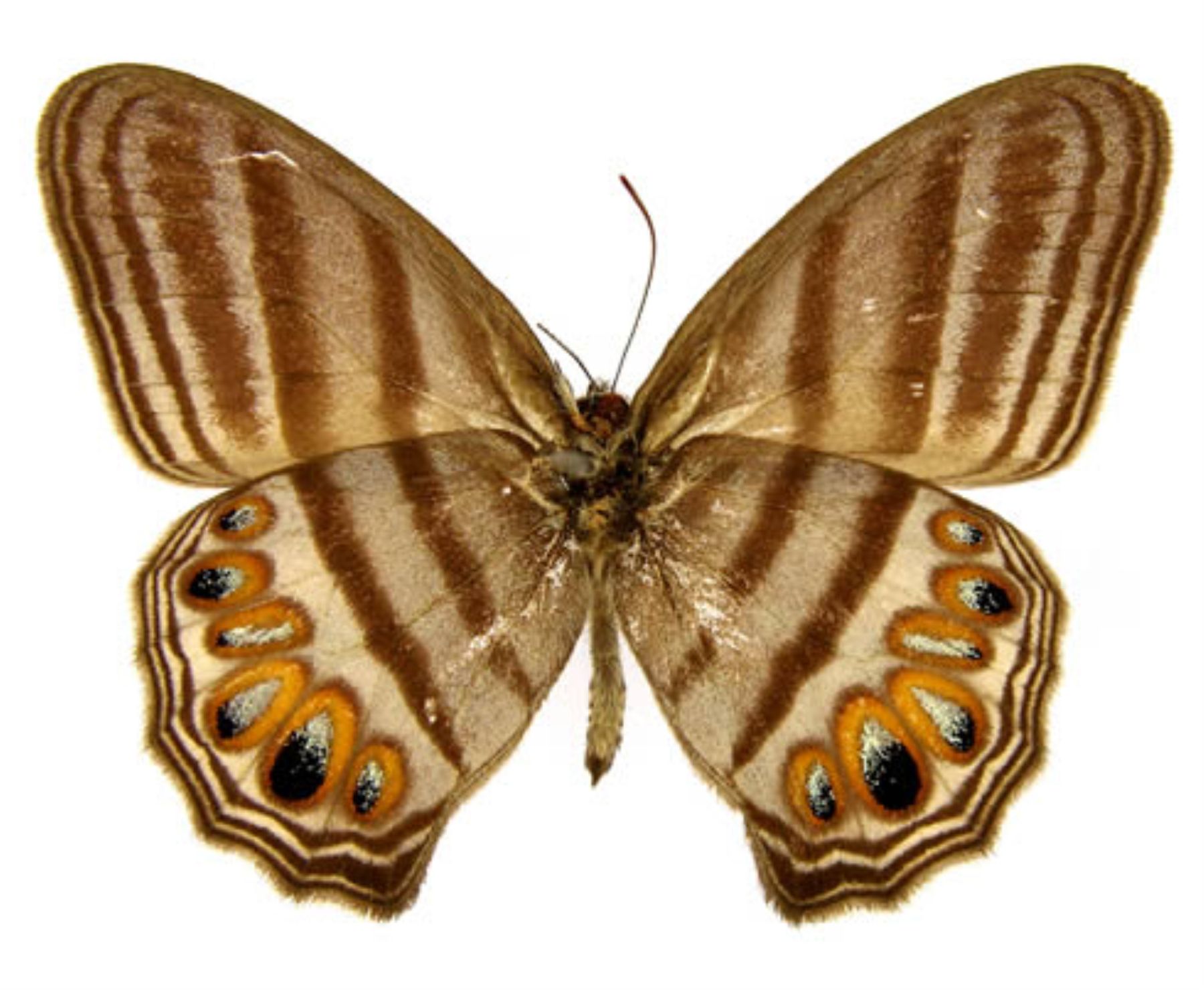 The newly identified zebra-like ringlet butterfly, Splendeuptychia mercedes, from Peru was uncovered in the UK National History Museum collections by Blanca Huertas.