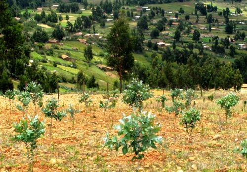 El programa de desarrollo forestal de la compañía de minas Buenaventura en las zonas de influencia de sus actividades ha permitido el sembrado de más de 1,800 hectáreas, destacó Fredy Regalado, jefe de Gestión Social de la empresa. ANDINA/archivo