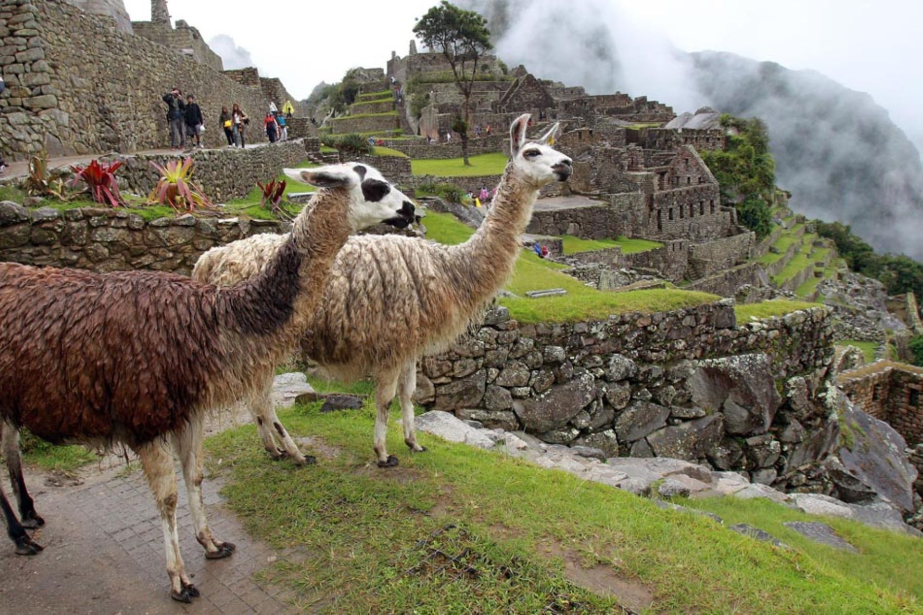 Ciudadela de Machu Picchu, en Cusco. Foto: Sérgio Neves/AE.