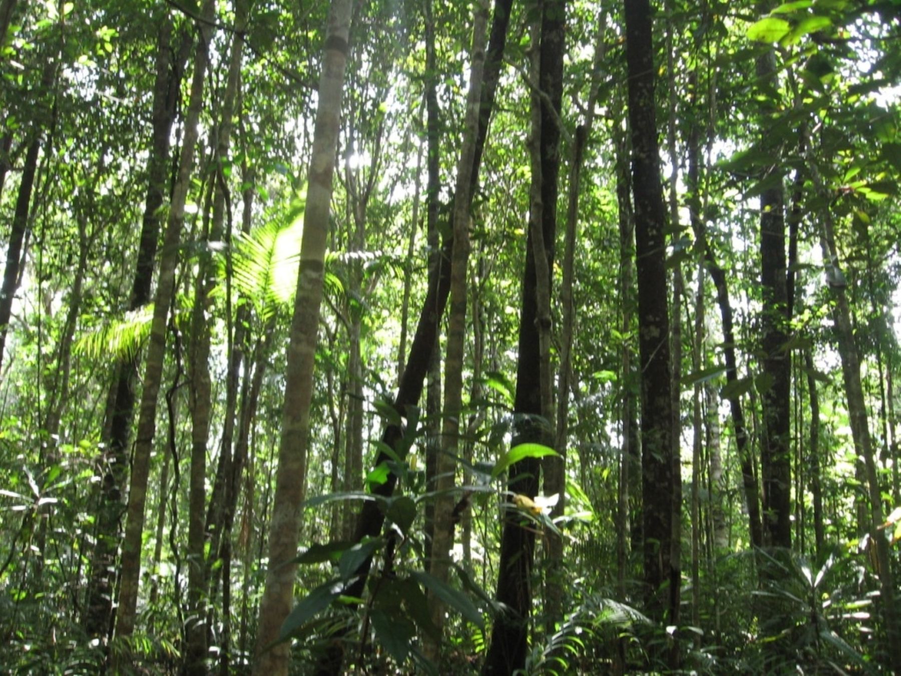 Ministerio del Ambiente reactivará programa de conservación de bosques. Foto: ANDINA/Difusión.