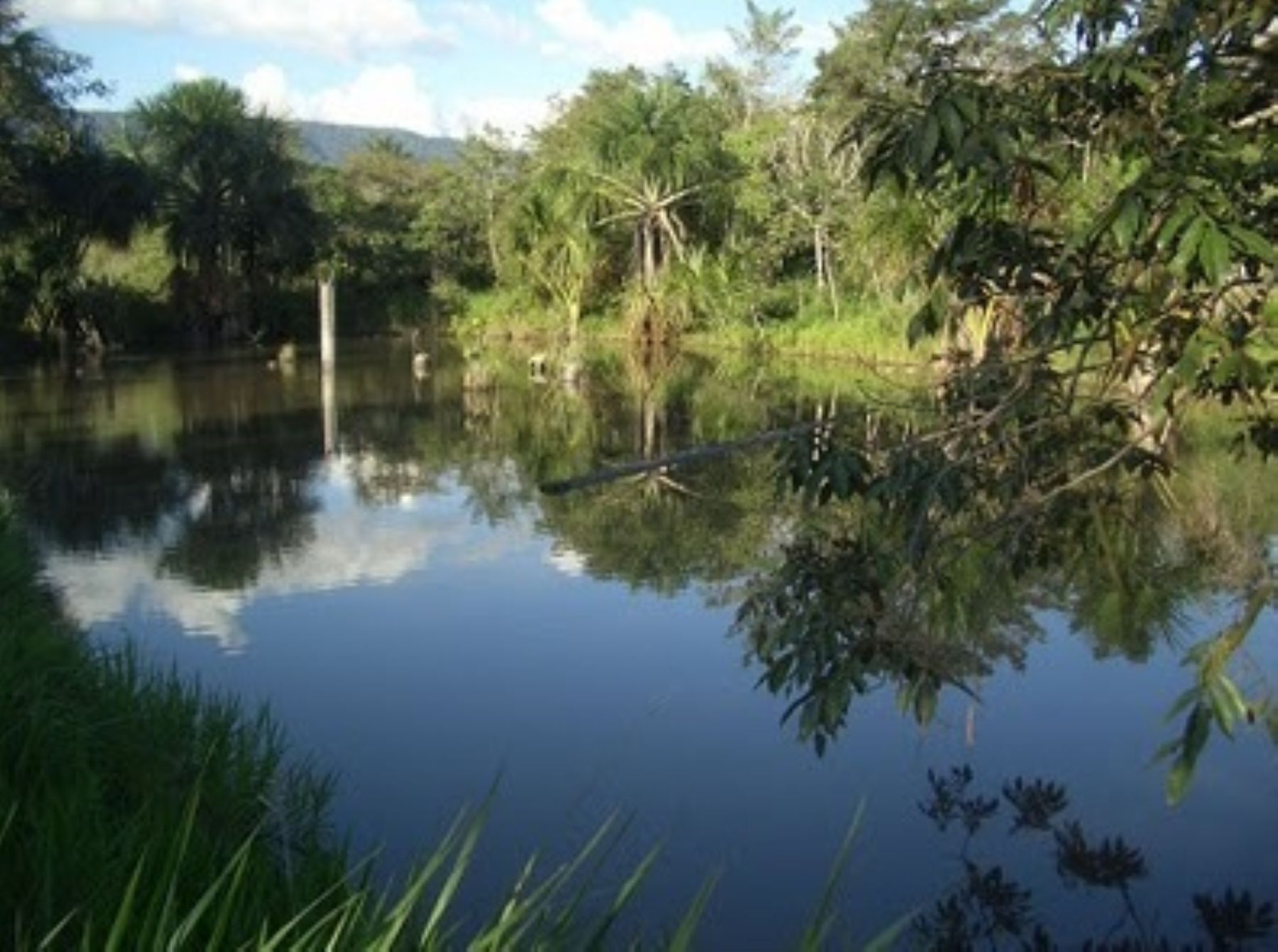 Área de conservación privada (ACP) Tambo Ilusión, ubicada en el distrito de La Banda de Shilcayo, en San Martín. Foto: Sernanp.