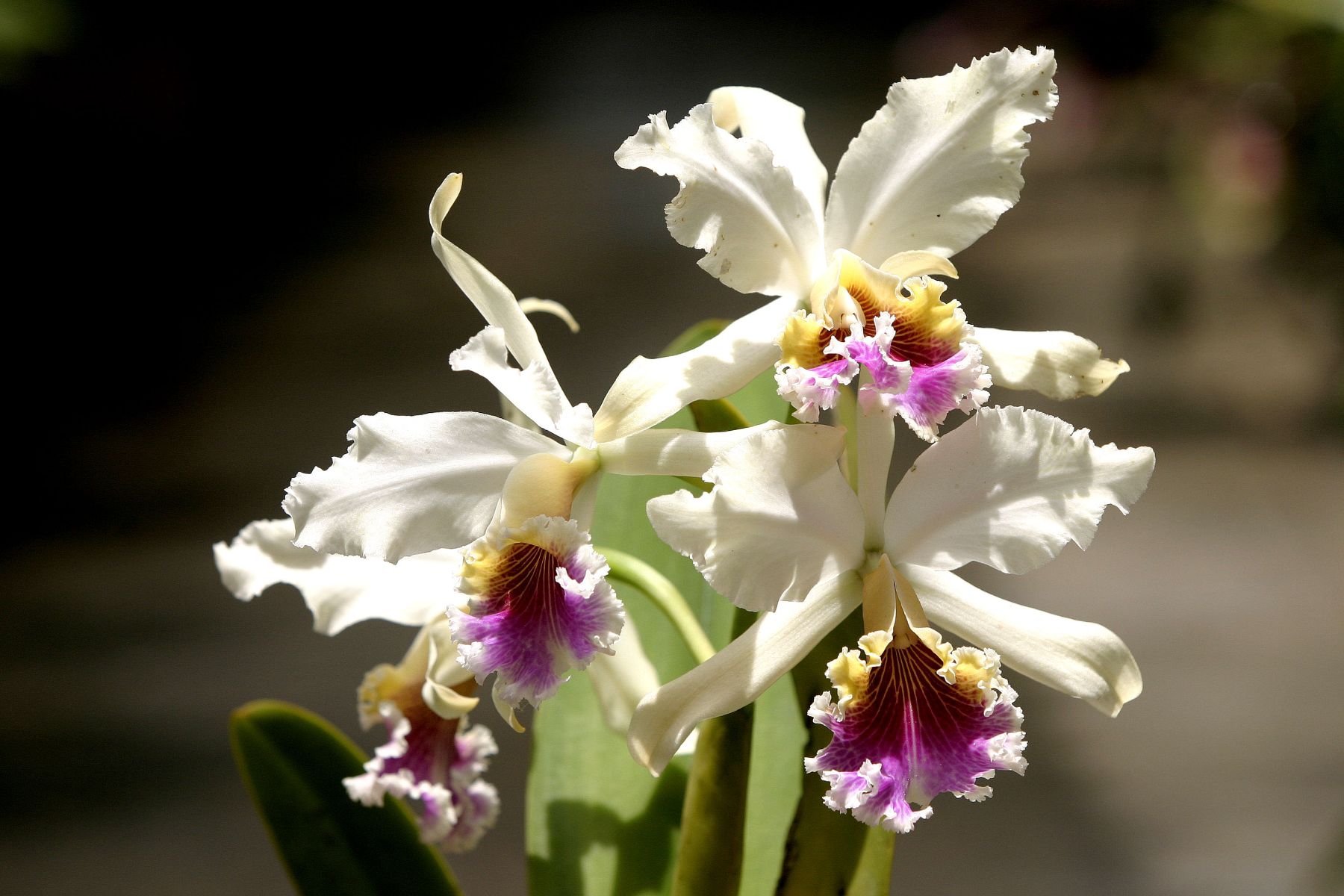 Moyobamba es conocida como la "ciudad de las orquídeas", por la gran variedad que posee de estas hermosas flores. ANDINA/archivo