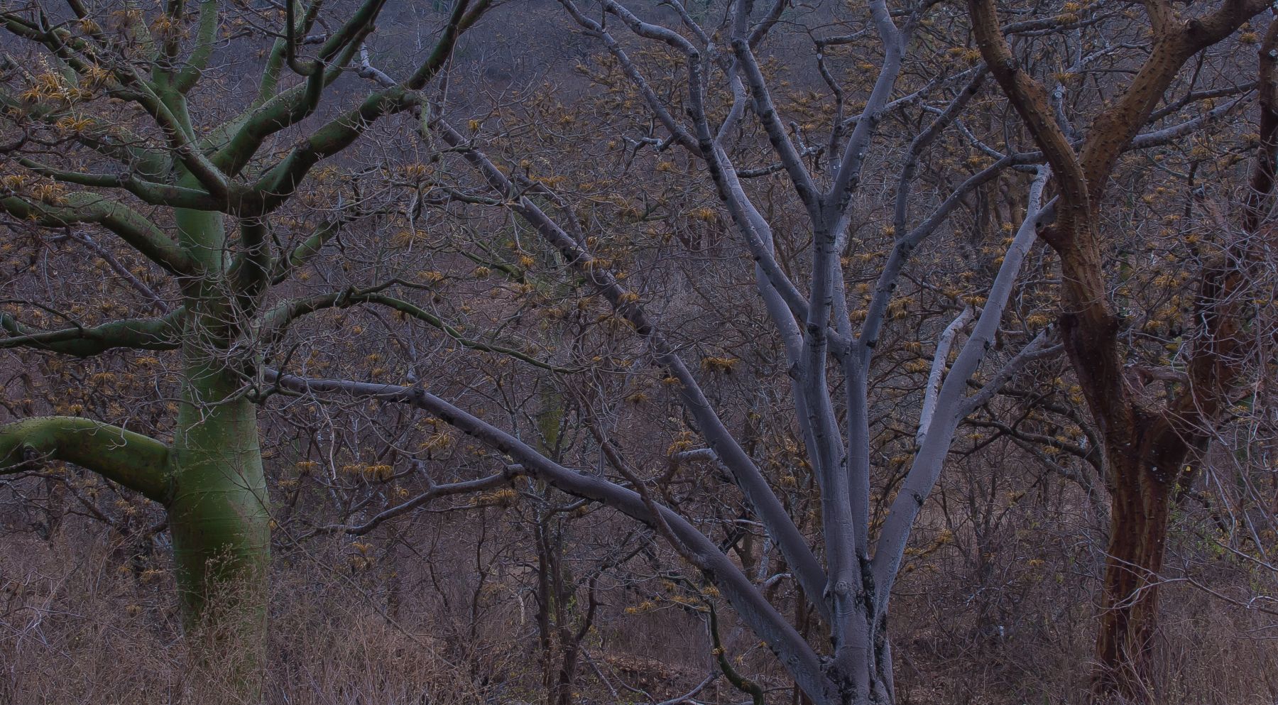 Coto de caza El Angolo celebra