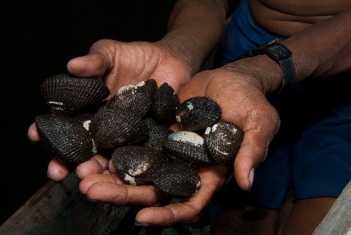El Gobierno ratificó la vigencia de la veda de conchas negras hasta el 31 de marzo próximo. ANDINA/archivo
