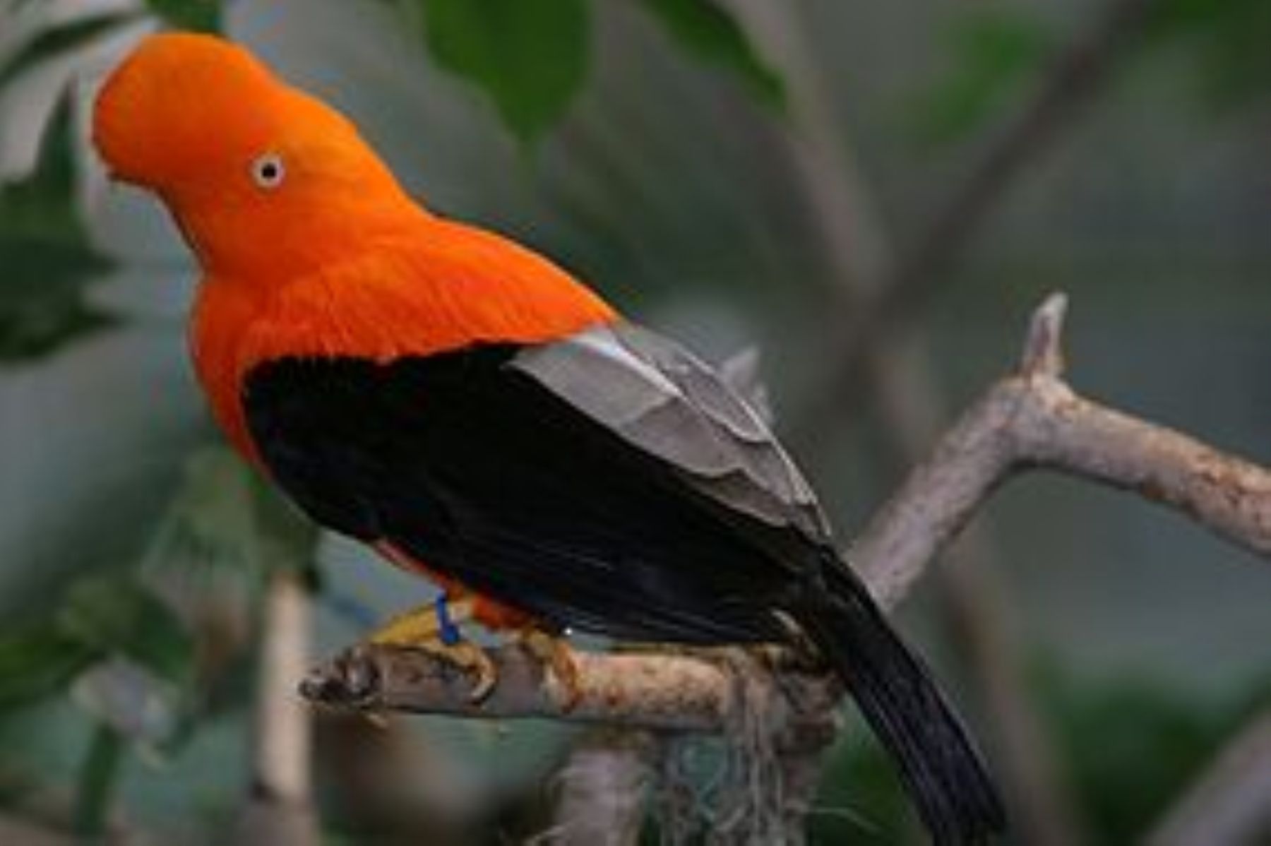 The Andean Cock-of-the-Rock (Rupicola peruviana), is Peru’s national bird.
