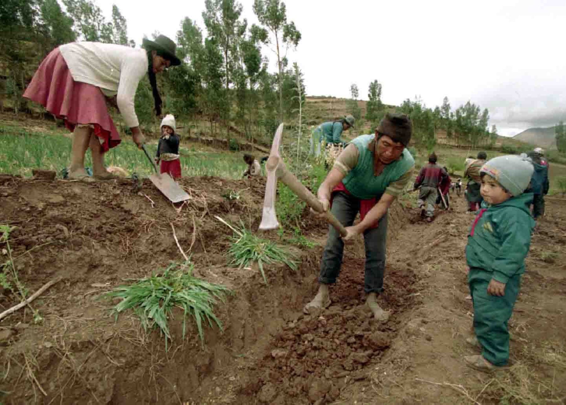 Grupo de agricultores siembran semillas.
 Foto: ANDINA/ Archivo