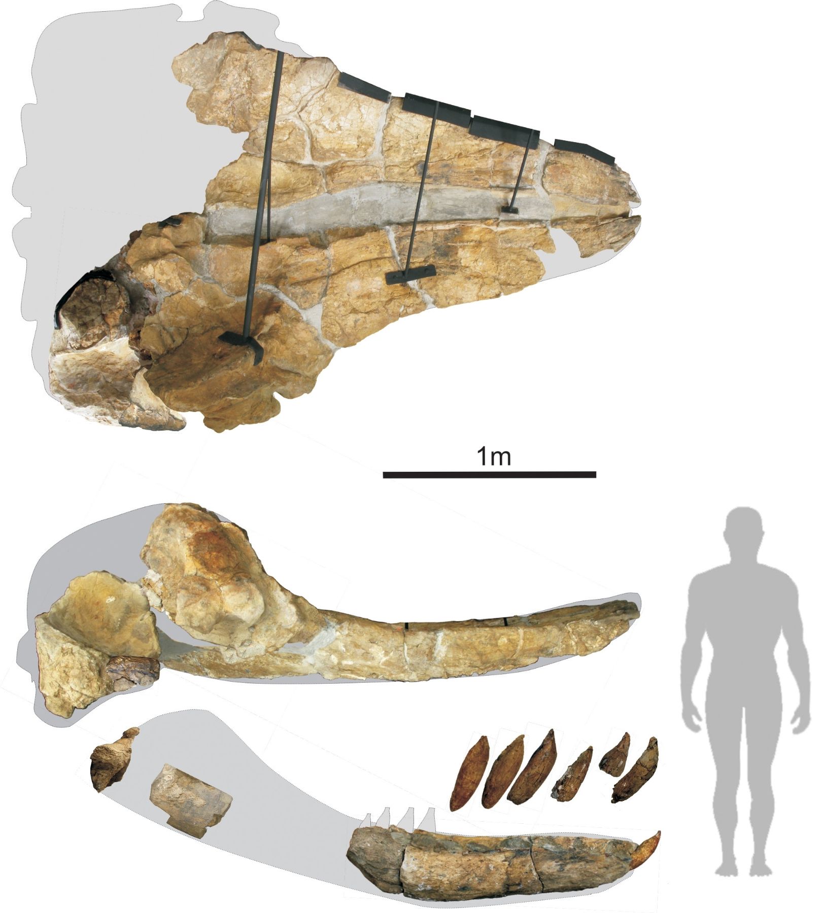 Medida del tamaño que tuvo Livyatan melvillei, gran depredador marino cuyo fosil fue hallado en Ocucaje.