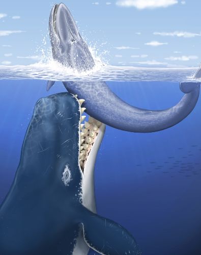 Livyatan melvillei, gran depredador marino cuyo fosil fue hallado en Ocucaje.