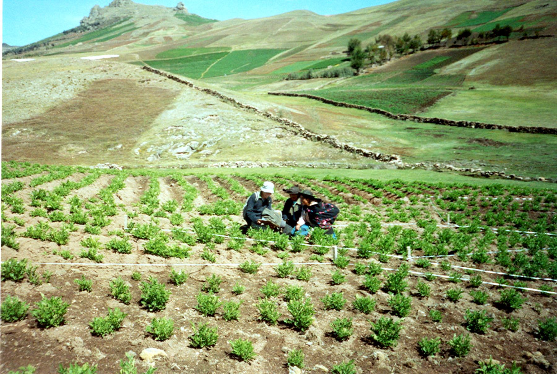 Agricultura en Región Lima.