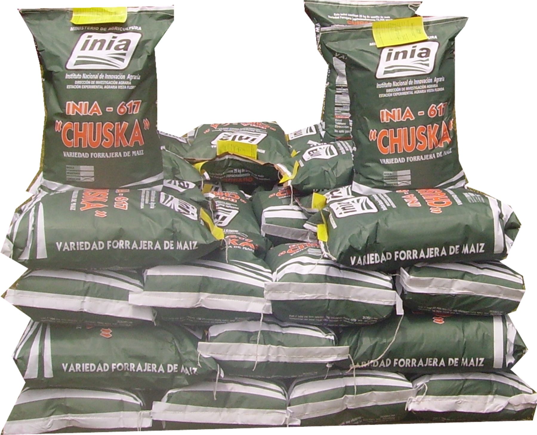 INIA pone a la venta nueva semilla de maíz amarillo duro INIA 617 - Chuska.