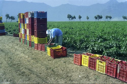 Ministerio de Agricultura se compromete a impulsar y cofinanciar el agro en La Libertad. ANDINA/archivo