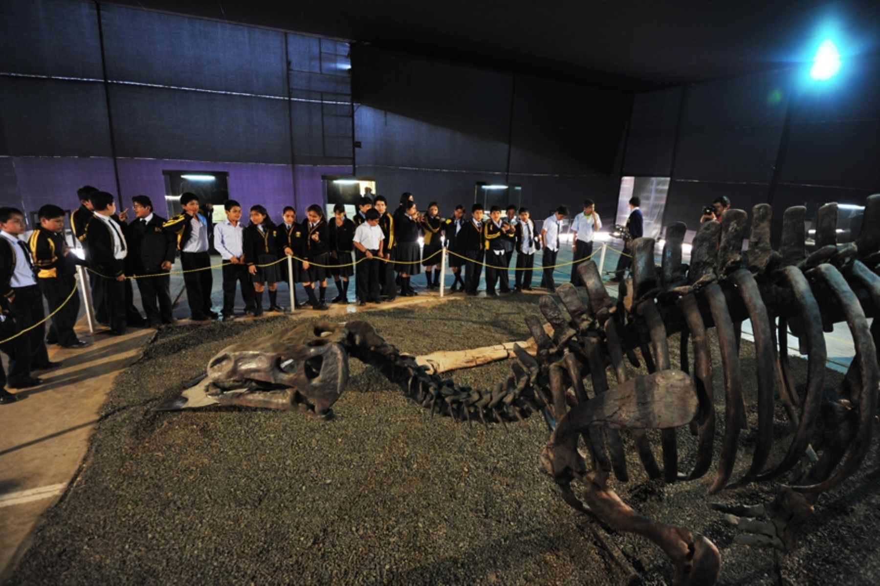 Esqueleto de uno de los dinosaurios que se exhiben en muestra jurásica en el complejo deportivo Santiago Apóstol, en Surco. Foto: Municipalidad de Santiago de Surco