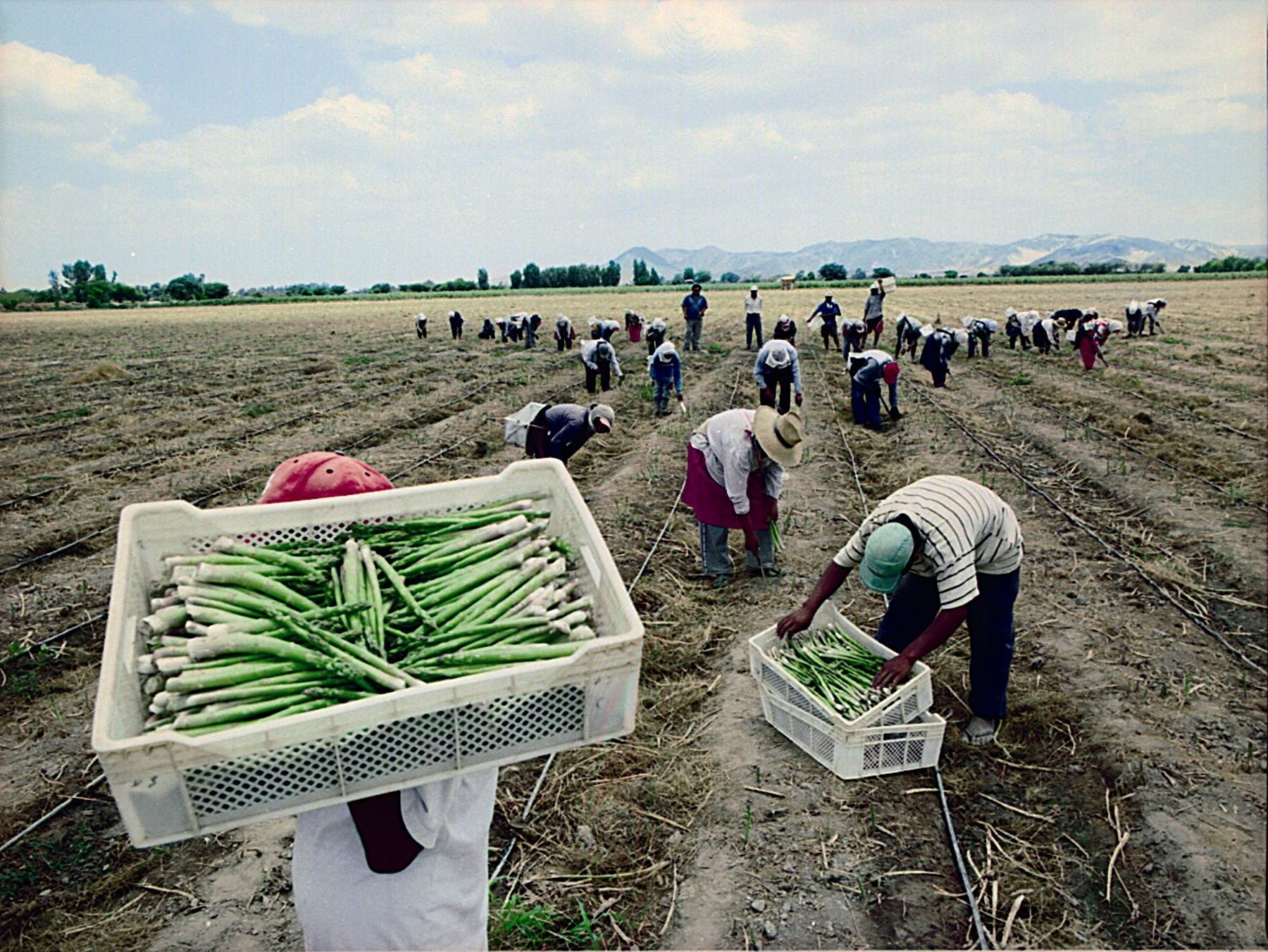 Campesinos cosechan esparragos.
Foto: ANDINA/ Difusión.