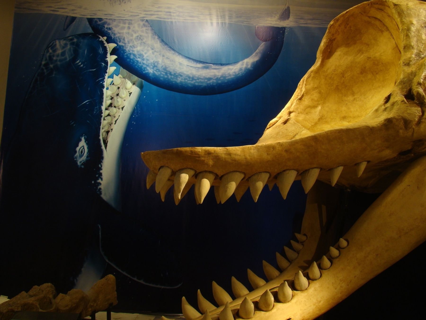 Restos fósiles originales de la feroz ballena asesina Livyatan melvillei.