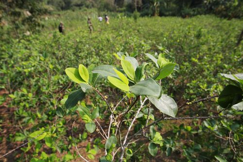 Sembríos de hoja de coca (imagen referencial). Foto: ANDINA/Archivo.