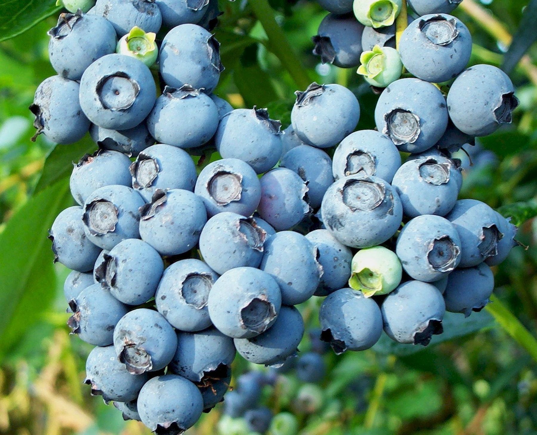 Peruvian blueberry exports reached US$ 10 million in 2013.