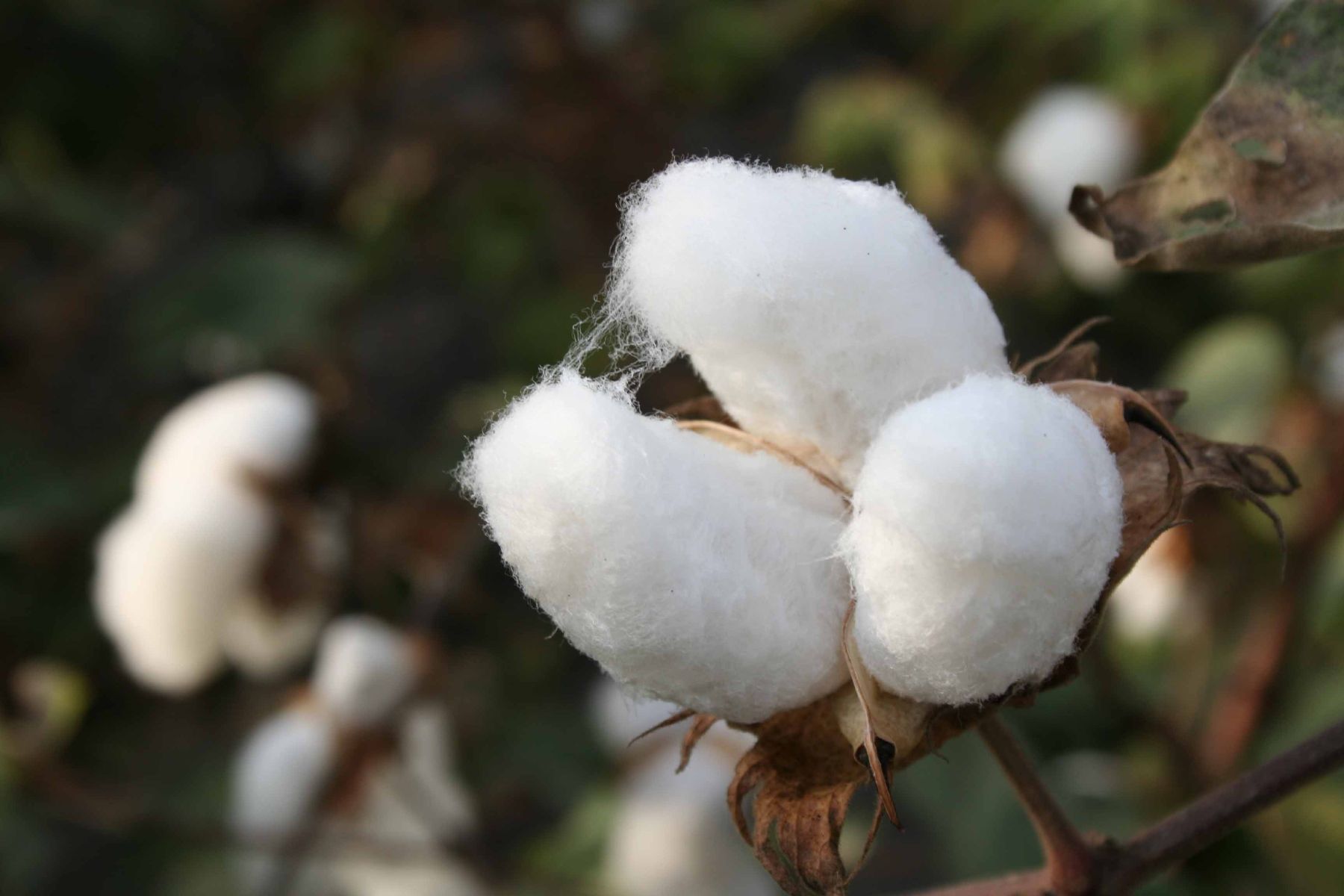 Lambayeque aumenta áreas sembradas de algodón en campaña 2018-2019. ANDINA/Difusión