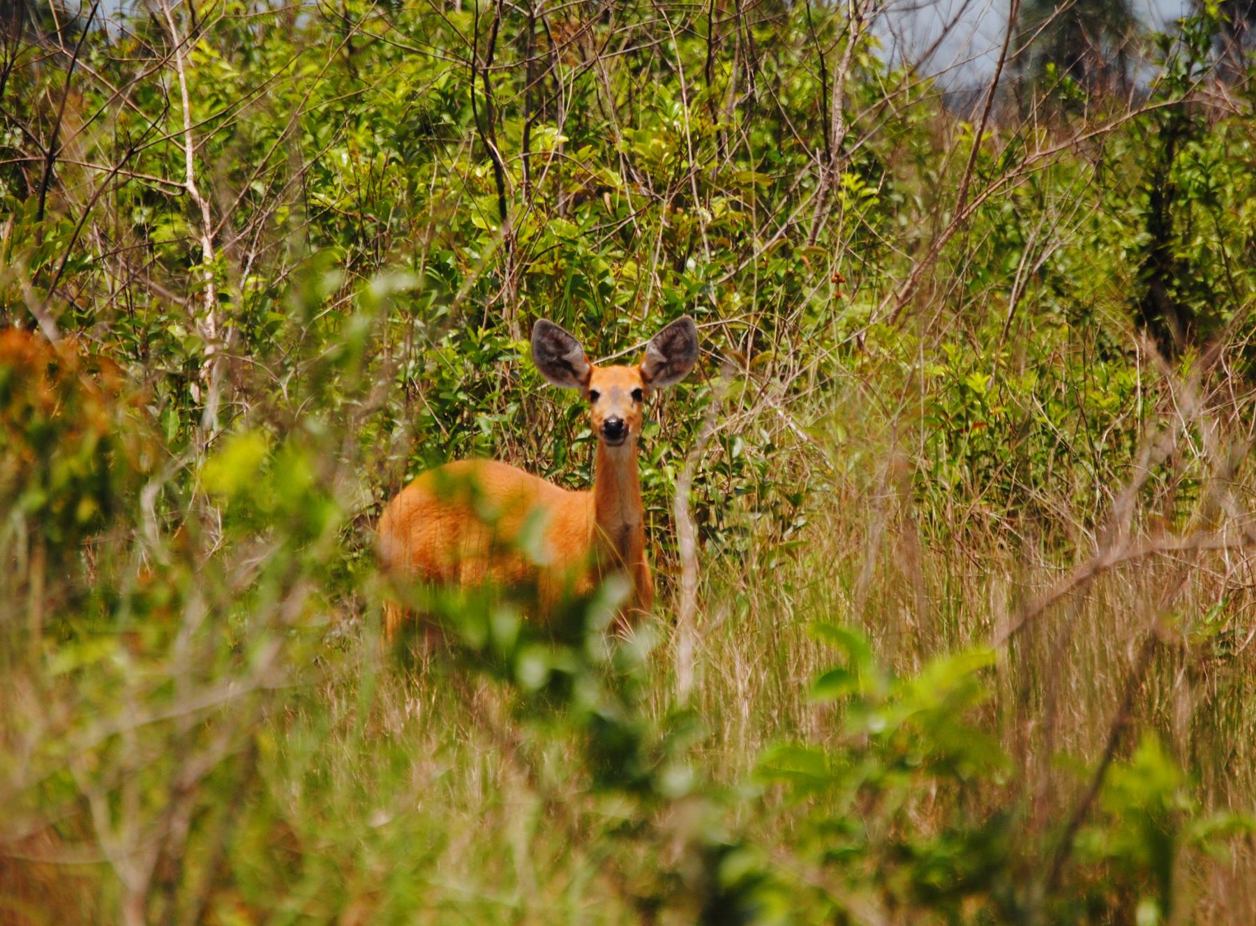 Las Pampas del Heath constituyen la única muestra de sabana húmeda tropical en territorio peruano y se encuentran dentro del parque nacional Bahuaja Sonene. Foto: Sernanp.