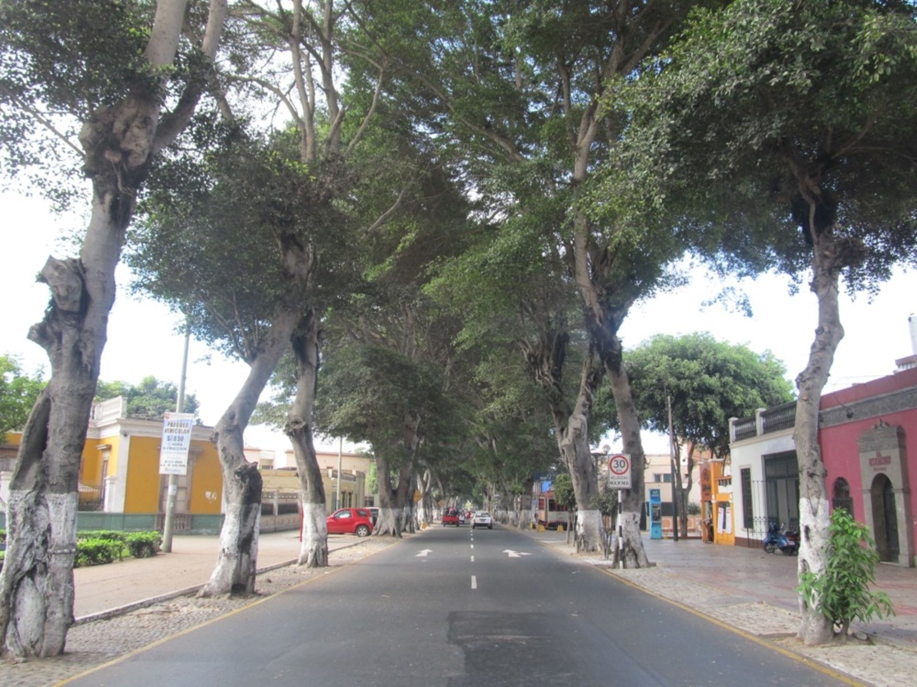 Este lunes inician poda y tratamiento de árboles en Av. Pedro de Osma de  Barranco | Noticias | Agencia Peruana de Noticias Andina