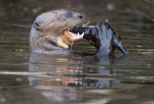 con la creación del Parque Nacional Yaguas se busca proteger y conservar especies bajo algún tipo de amenaza como la nutria gigante. ANDINA/Difusión