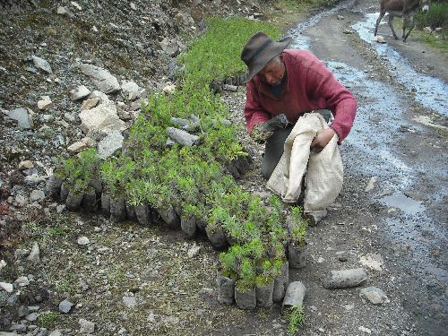 Un millón de pinos y quinuales serán sembrados en el callejón de Huacrapargo, de la provincia de Pallasca, en Áncash. Foto:ANDINA/Municipio de Pallasca.